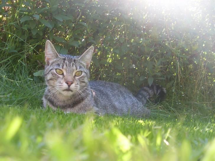 Huskat Misty billede 13