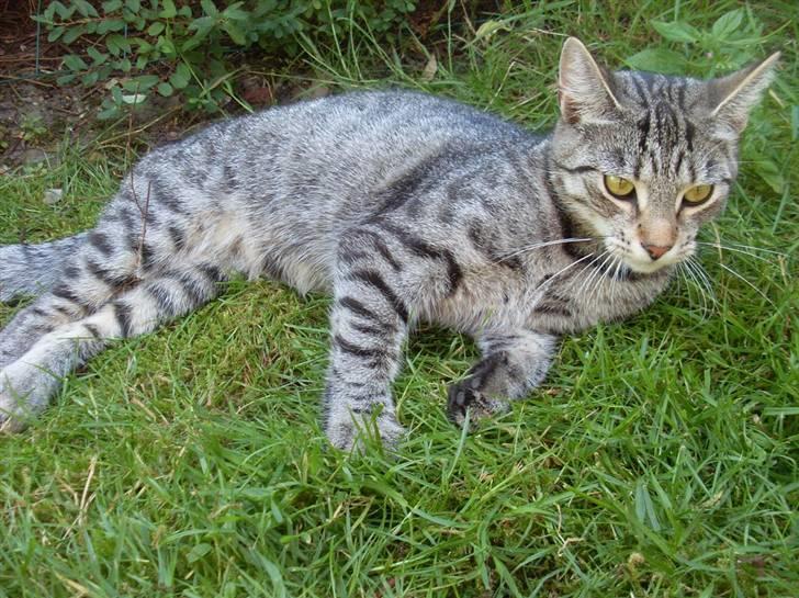 Huskat Misty billede 14