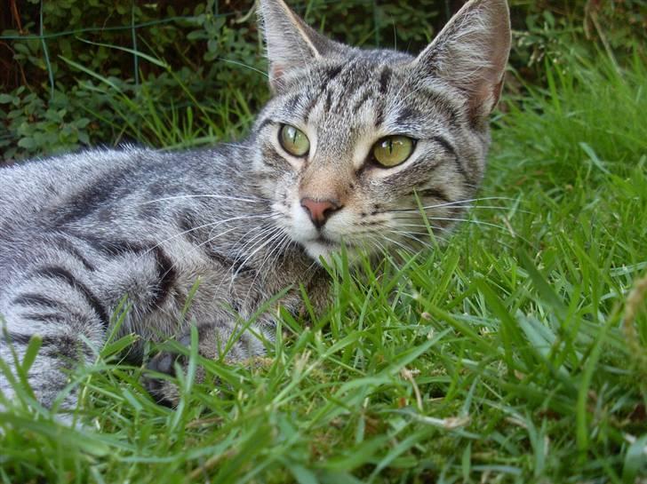 Huskat Misty billede 7