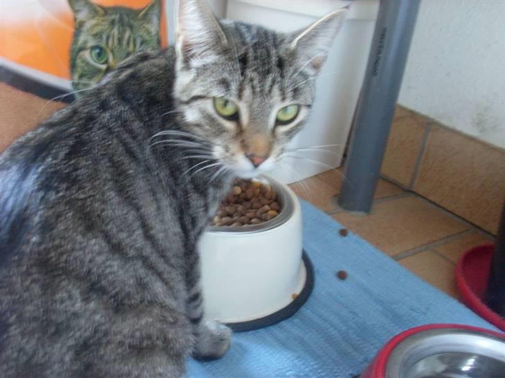 Huskat Misty billede 15