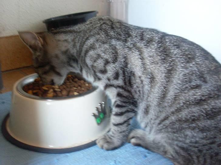 Huskat Misty billede 16