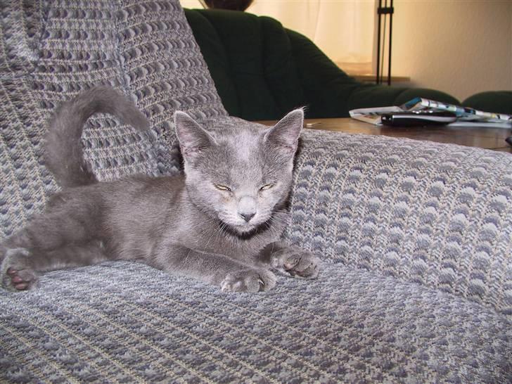 Blanding af racer Nell billede 1