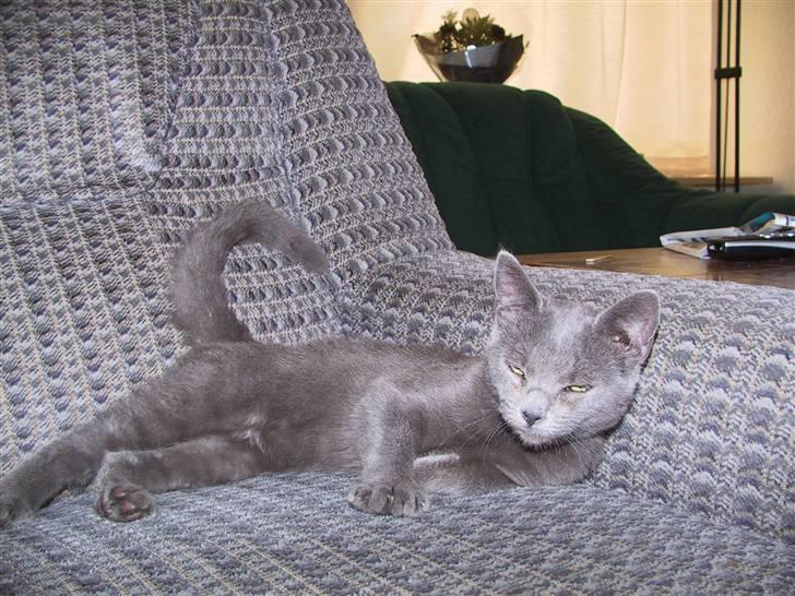 Blanding af racer Nell billede 2