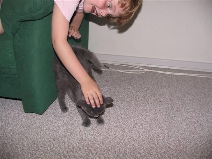 Blanding af racer Nell billede 3