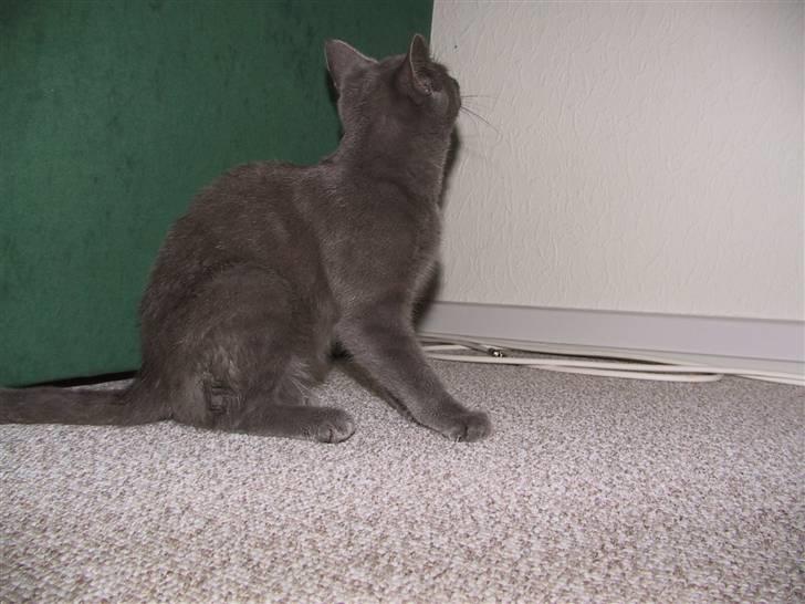 Blanding af racer Nell billede 4