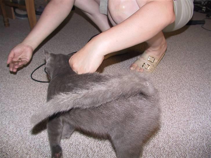 Blanding af racer Nell billede 5