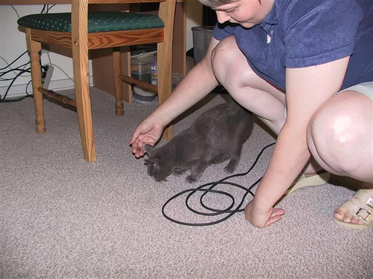 Blanding af racer Nell billede 6