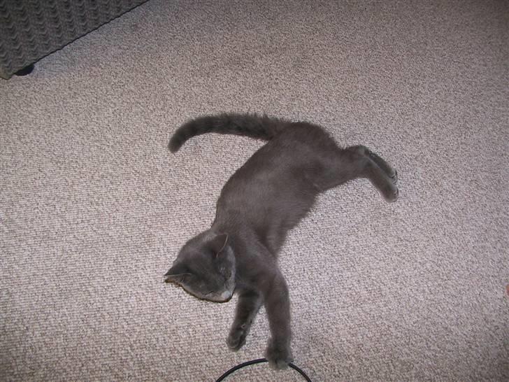 Blanding af racer Nell billede 7