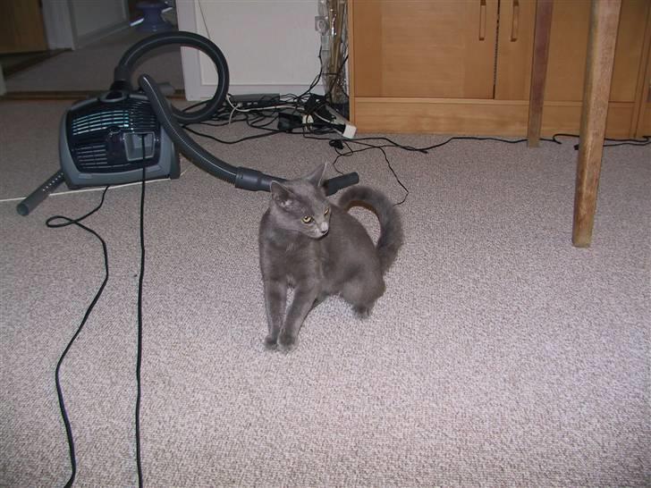 Blanding af racer Nell billede 8