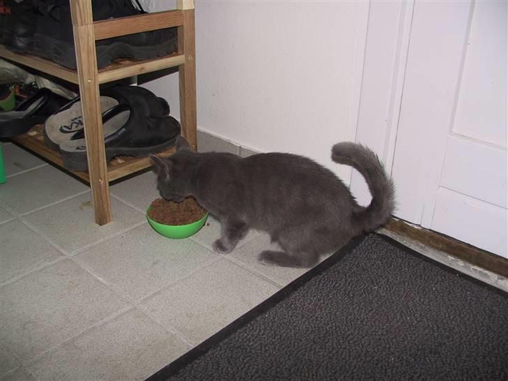 Blanding af racer Nell billede 9