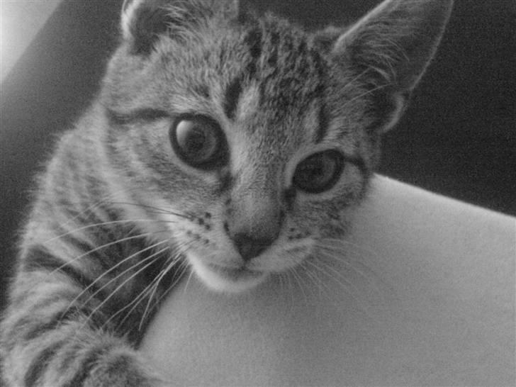 Huskat missya - fotogen ikk=) billede 1