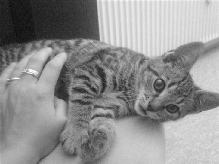 Huskat missya billede 2