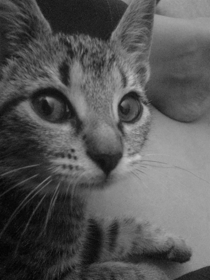 Huskat missya billede 3