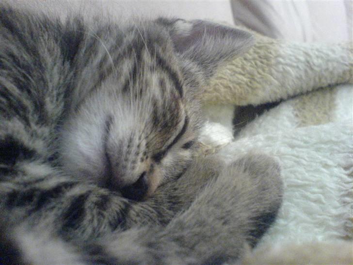 Huskat missya billede 4