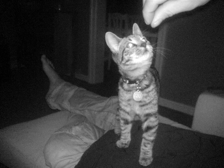 Huskat missya billede 5