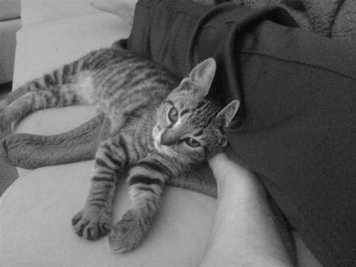 Huskat missya billede 6