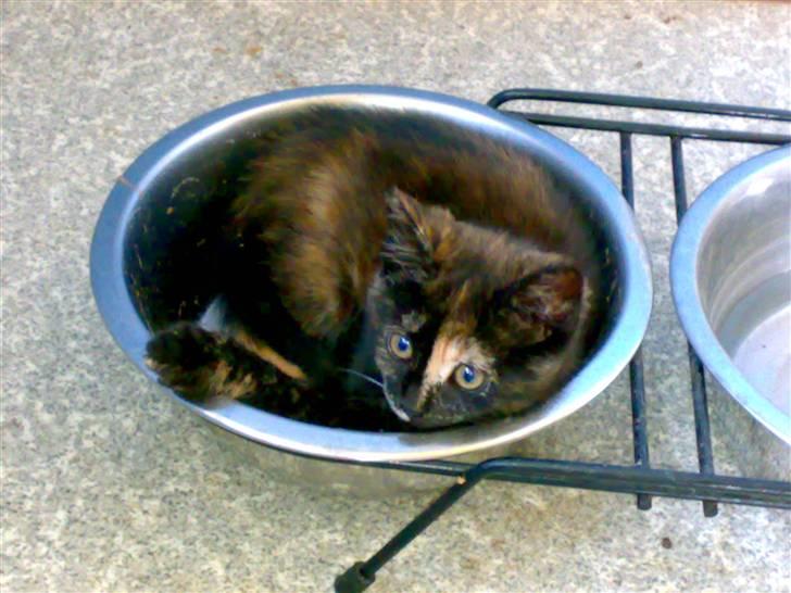 Blanding af racer mille - dette er en af milles sovepladser/legepladser... i hundenes madskål billede 12