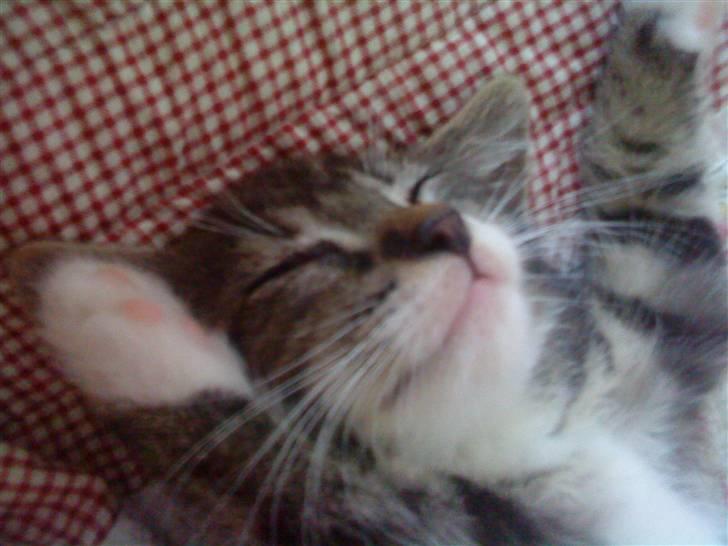 Huskat Figo billede 1