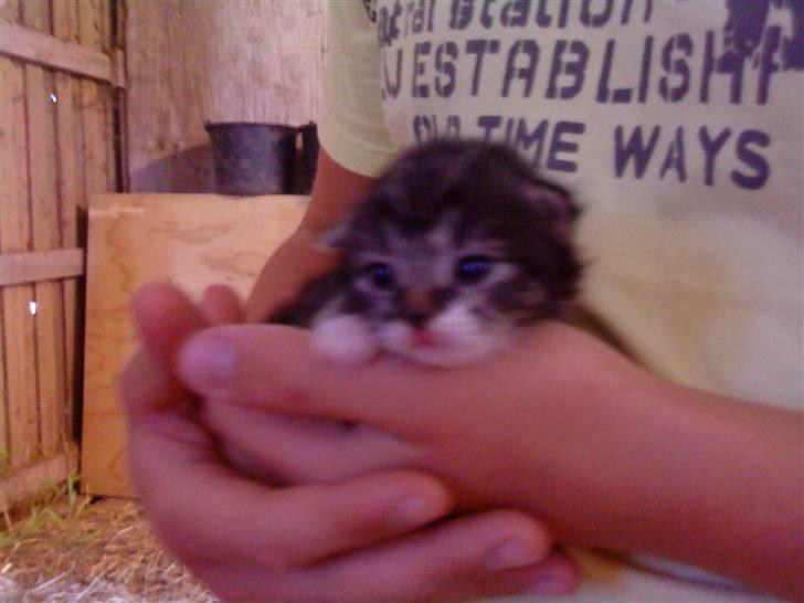 Huskat Figo billede 2