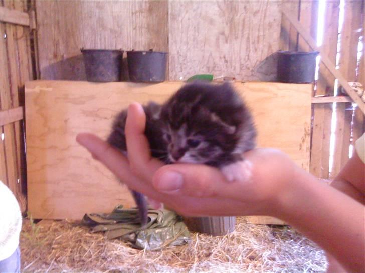 Huskat Figo billede 3