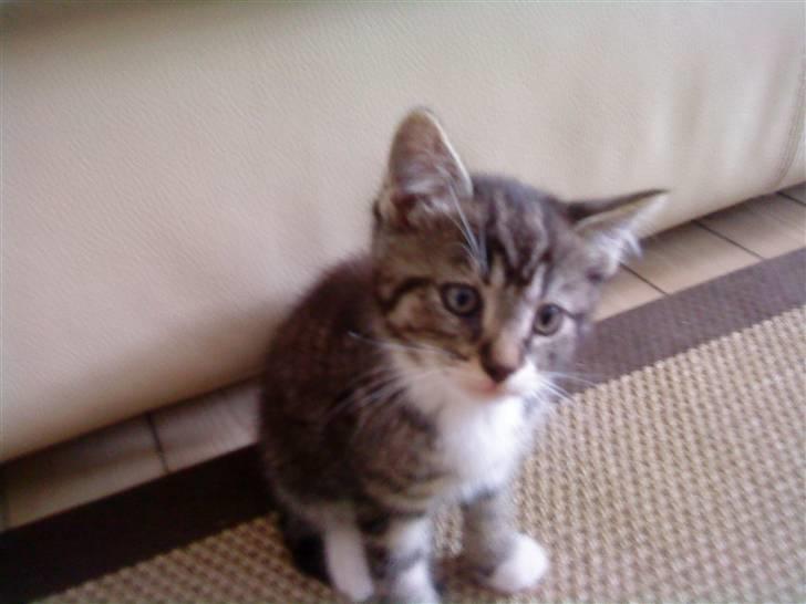 Huskat Figo billede 4