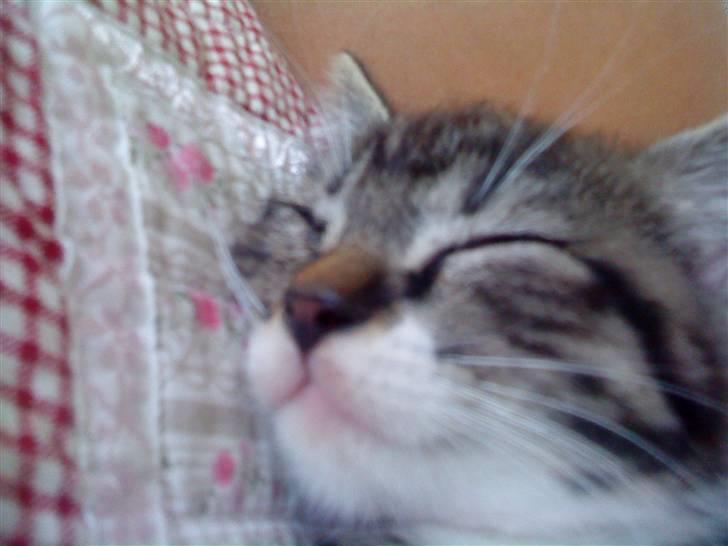 Huskat Figo billede 5