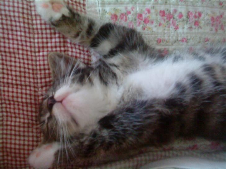 Huskat Figo billede 6