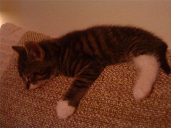 Huskat Figo billede 7