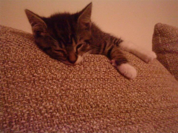 Huskat Figo billede 8