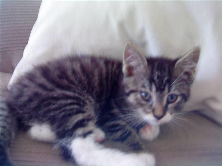 Huskat Figo billede 9