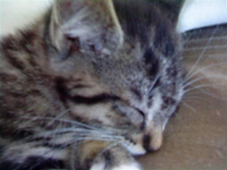 Huskat Figo billede 10