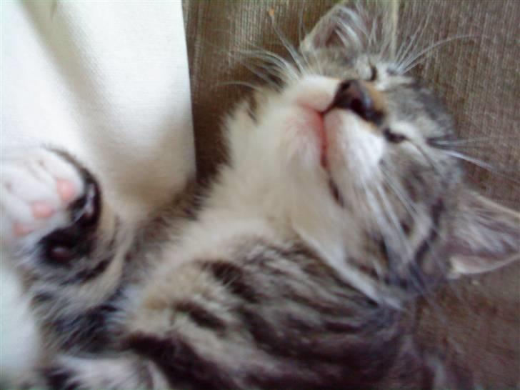 Huskat Figo billede 11