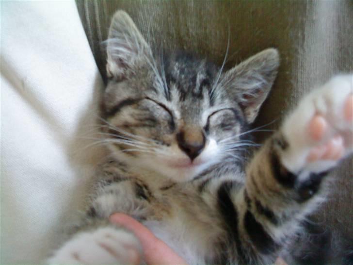 Huskat Figo billede 12