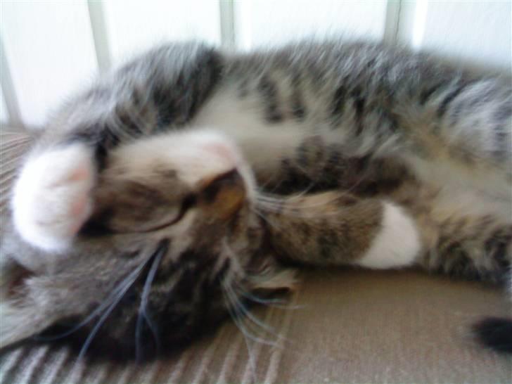 Huskat Figo billede 13