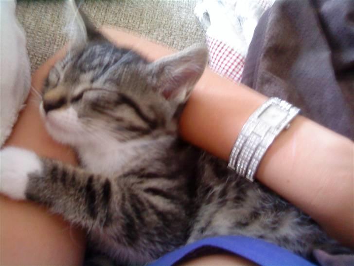 Huskat Figo billede 14