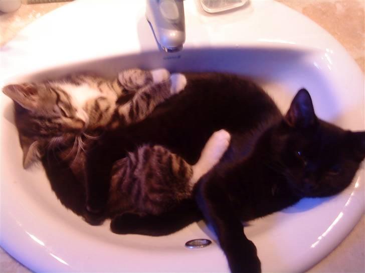 Huskat Figo billede 15