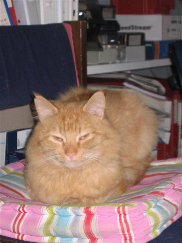 Blanding af racer Mid Mid - kejseren på hans stol billede 1