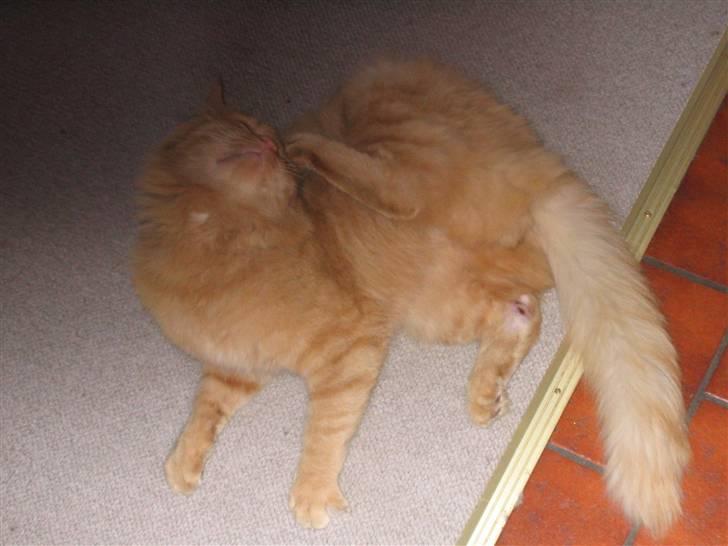 Blanding af racer Mid Mid billede 2