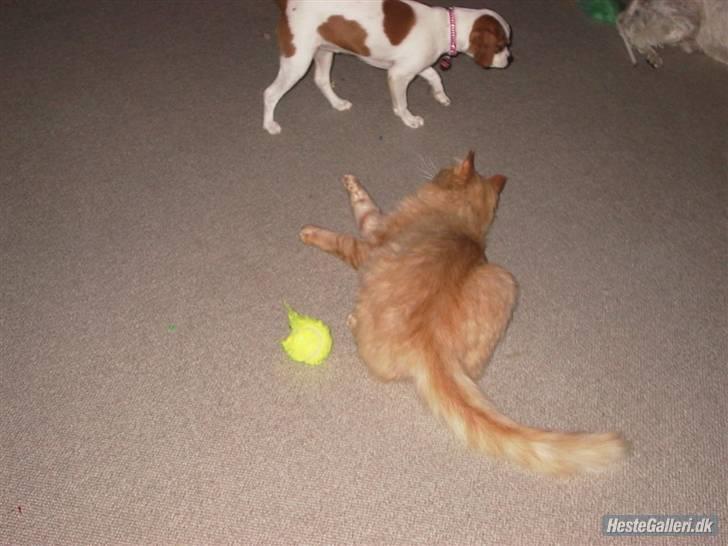 Blanding af racer Mid Mid - Her leger han med Gucci, eller dvs han er ret doven så komme Gucci tæt nok på så daker han lidt ud efter hende.. han har slev smidt sig midt på gulvet hvor hundene leger :-) billede 4