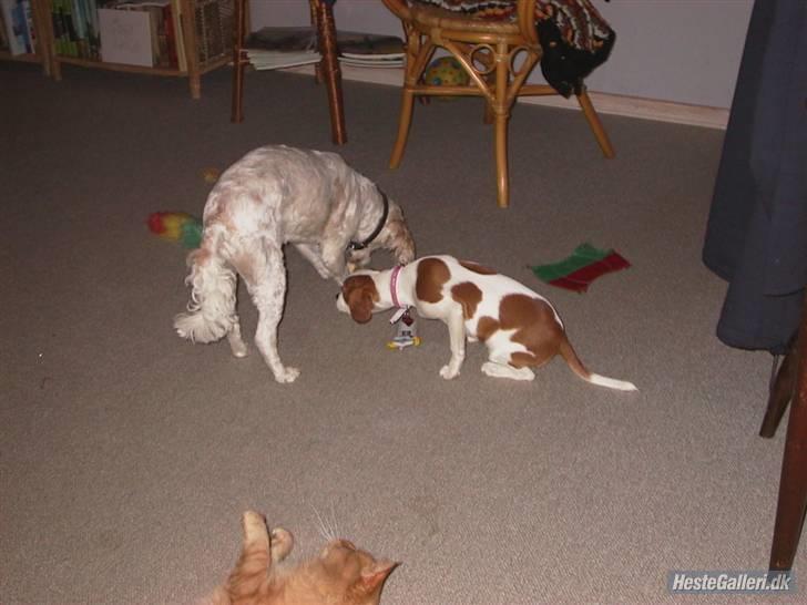 Blanding af racer Mid Mid - Lidt træls man ikke ser mere af ham men her ligger han altså og holder øje med hundene billede 5