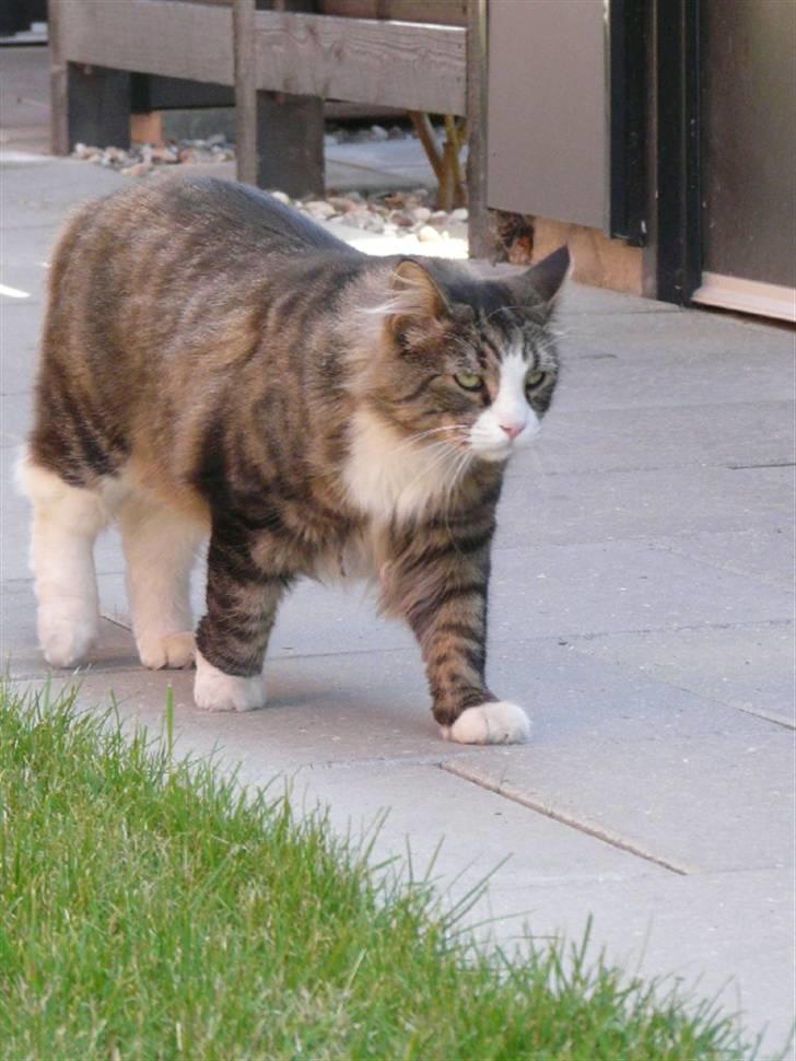 Maine Coon Sputnik billede 11