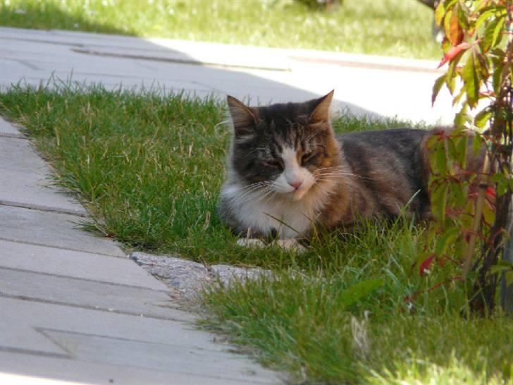 Maine Coon Sputnik billede 12