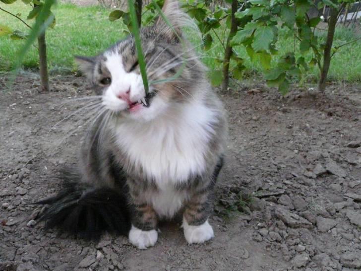 Maine Coon Sputnik billede 13