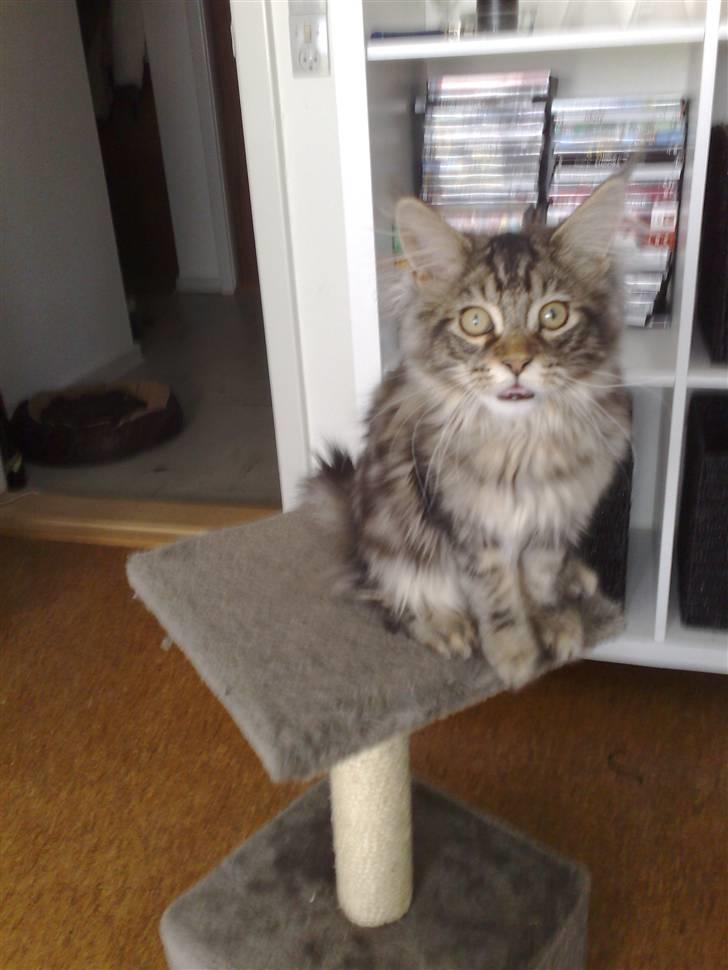 Maine Coon Olli billede 1