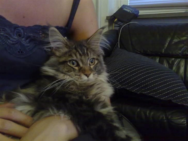 Maine Coon Olli billede 2