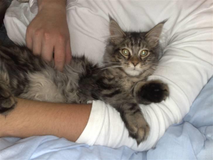 Maine Coon Olli billede 3