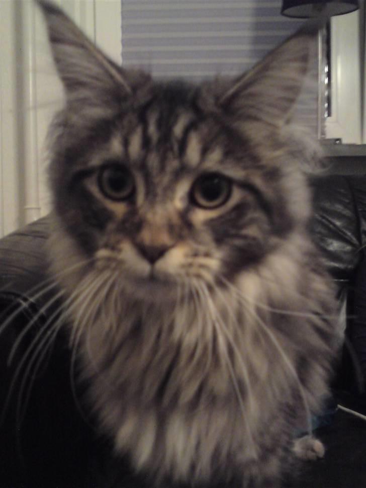 Maine Coon Olli billede 5