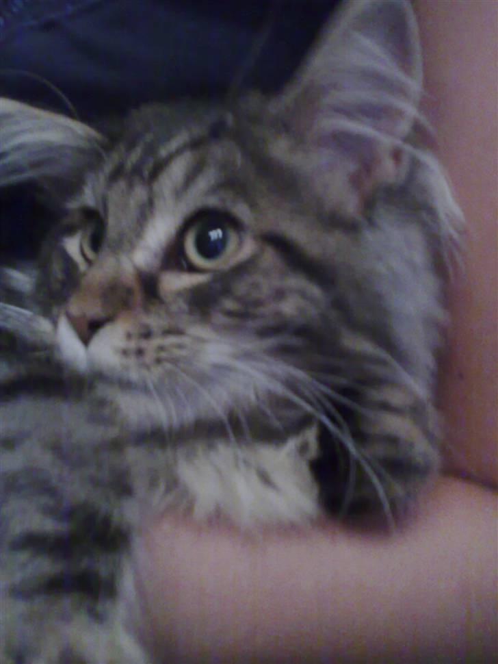 Maine Coon Olli billede 6