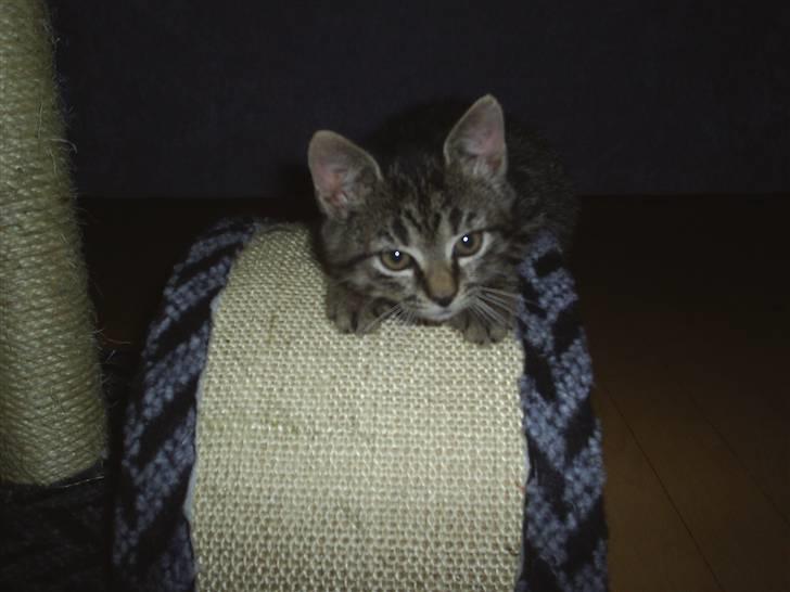 Huskat Bastian billede 5