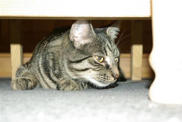 Huskat Bastian billede 6